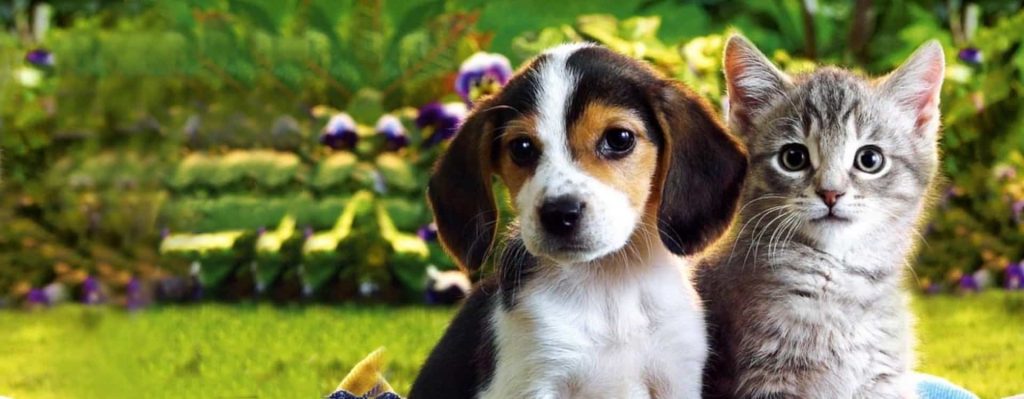 Airbound Pets Banner